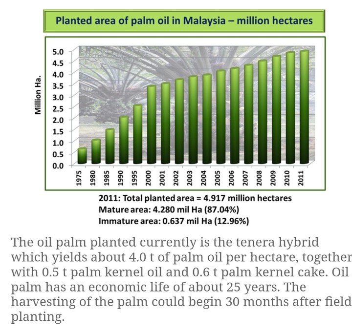 Масличная пальма страны лидеры. Palm сервис в Китае и России. MPOB Daily Malaysia Prices for crude Palm Oil.