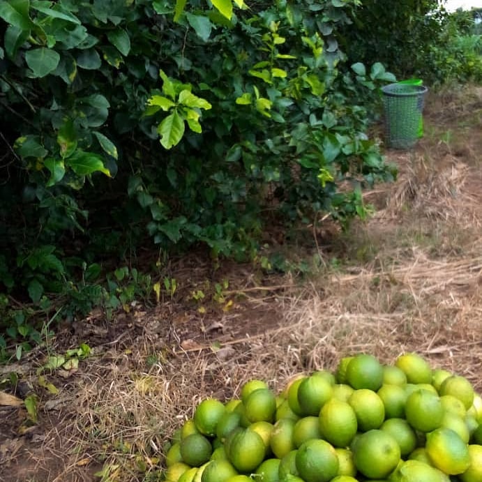 Buy Lemon - Local x12 in Nigeria, Fruits