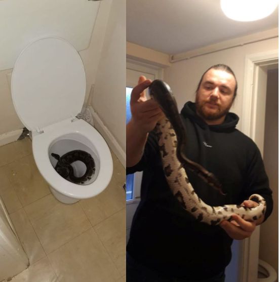 I Nearly Sat On The Thing Woman Finds Terrifying 4ft Python In Her Toilet Bowl Crime Nigeria 9350