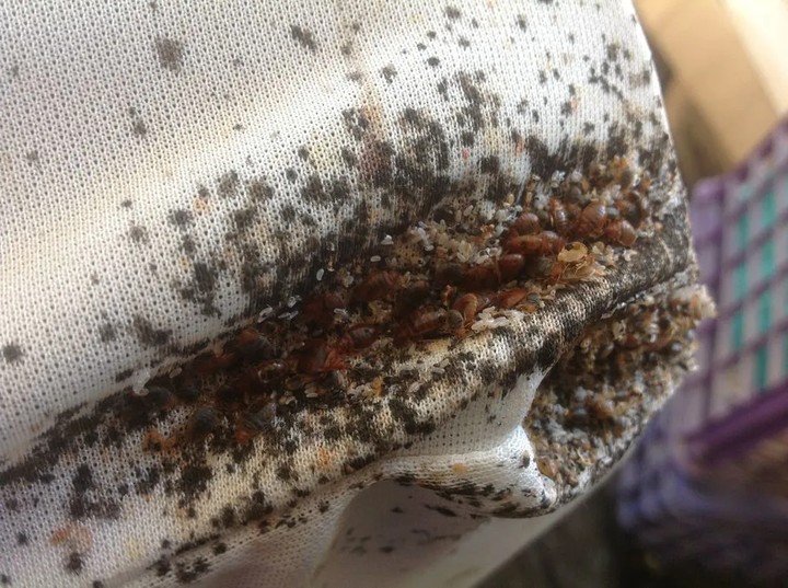 bed bugs on mattress suffolk county ny