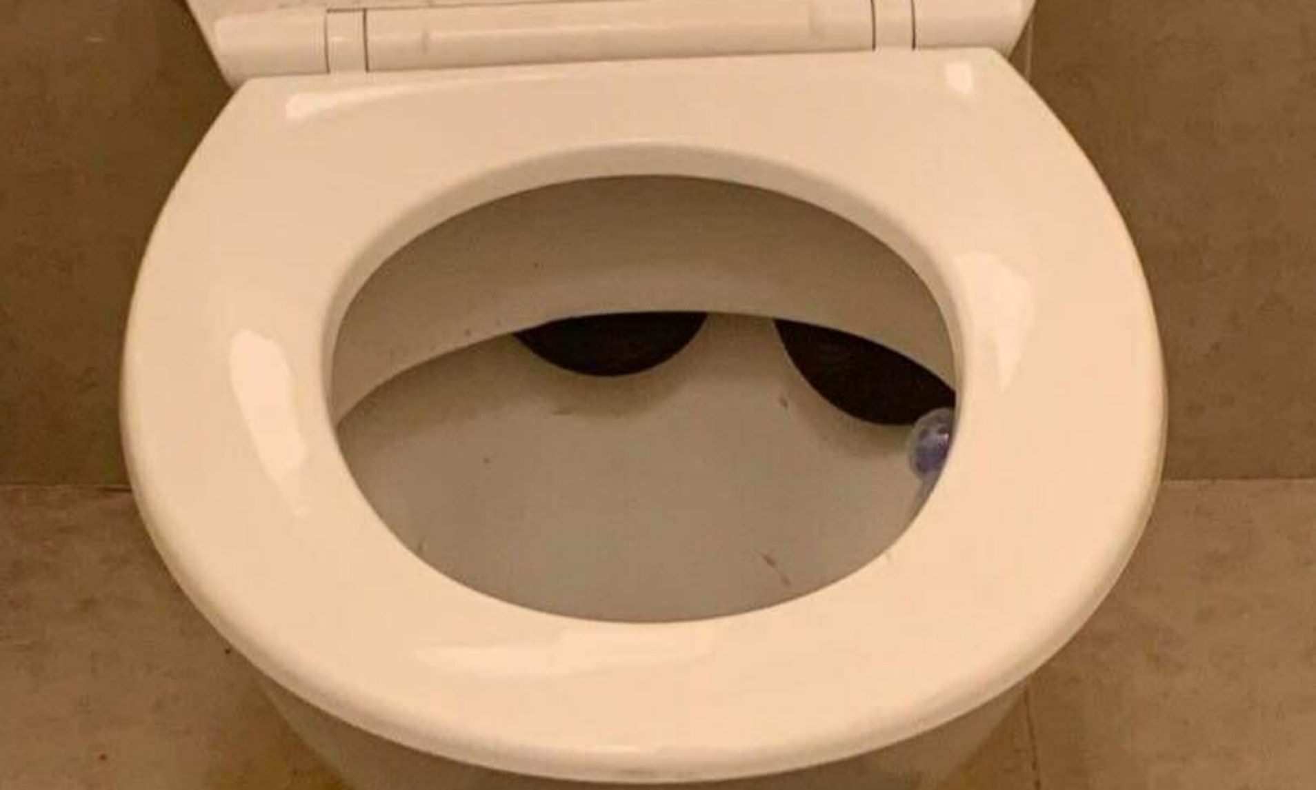 How to Prevent Snakes from Getting in your Toilet