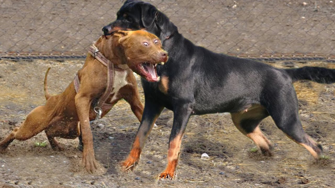 PITBULL Vs ROTTWEILER – Which Is More Powerful? - Pets - Nigeria
