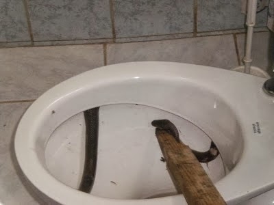 Snake bites man's penis from toilet bowl: A brief history of when