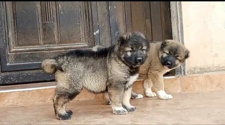 are bones safe for caucasian shepherd dog puppies