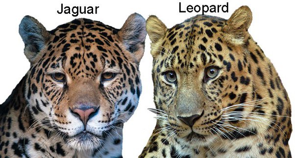 Differences between Leopard and Jaguar