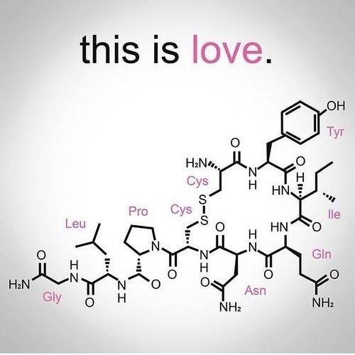 Are you in love or just high on chemicals in your brain? Answer: Yes