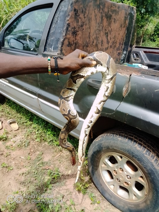 i-kill-python-in-my-farm-food-nigeria