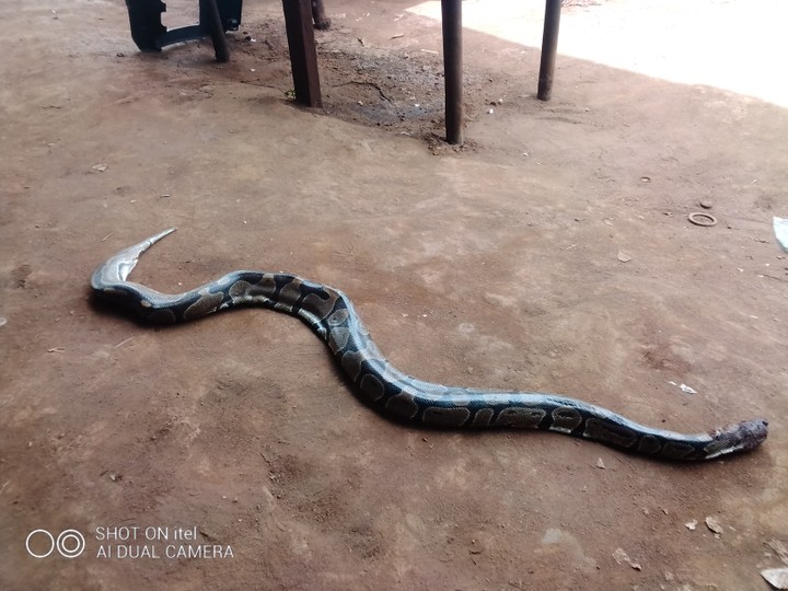 i-kill-python-in-my-farm-food-nigeria