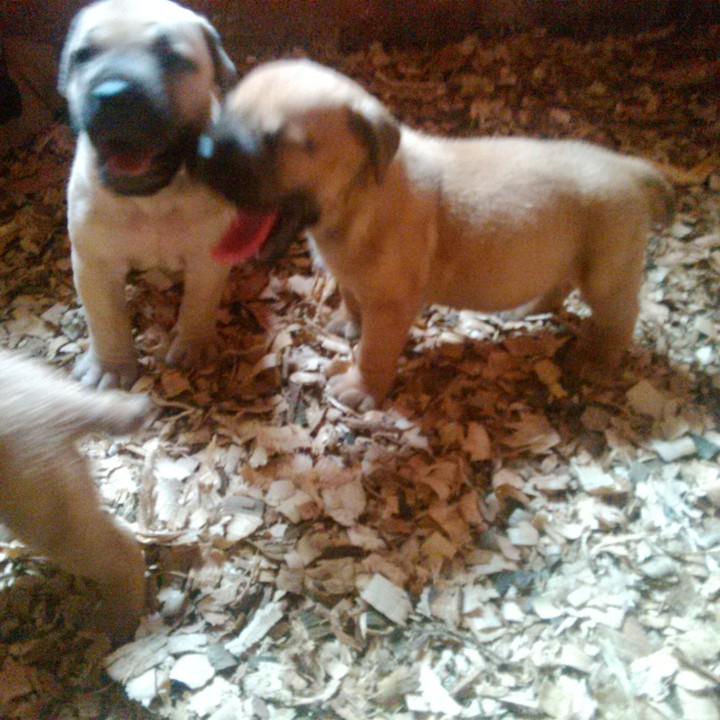 Janieka boerboels best sale