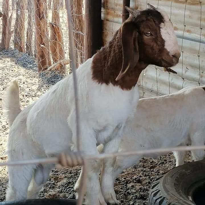 Hybrid Boar And Kalahari Goats - Pets - Nigeria