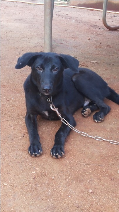 4 Months Old Black Malinois - Pets - Nigeria