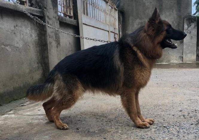 Pedigree Long Hair Male German Shepherd Dog Available For Mating - Pets ...