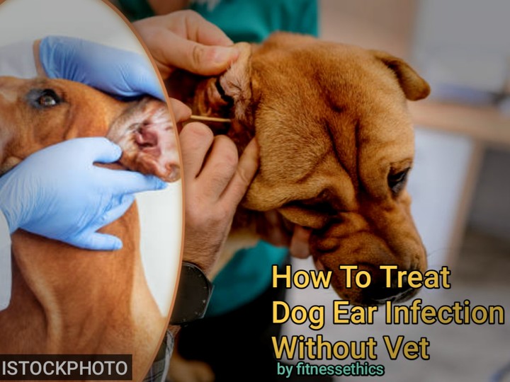 How To Treat Dog Ear Infection Without Vet - Health - Nigeria