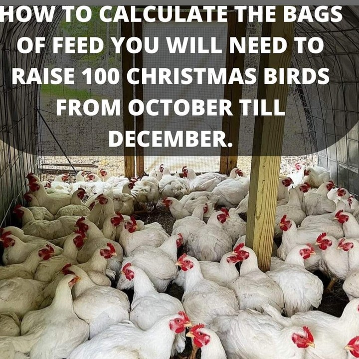 how-to-calculate-the-bags-of-feed-needed-to-raise-100-christmas