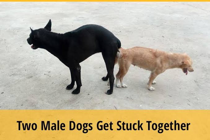 two dogs stuck together