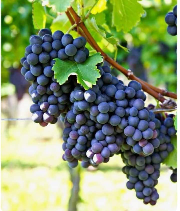 Виноград сирах. Grape.