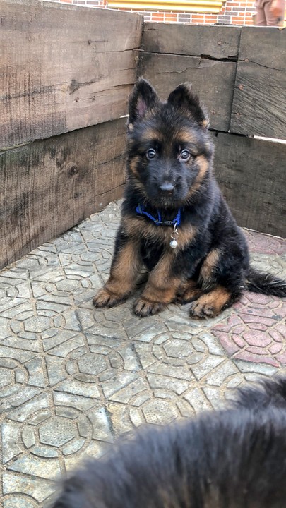 Pedigree for 2024 gsd puppy