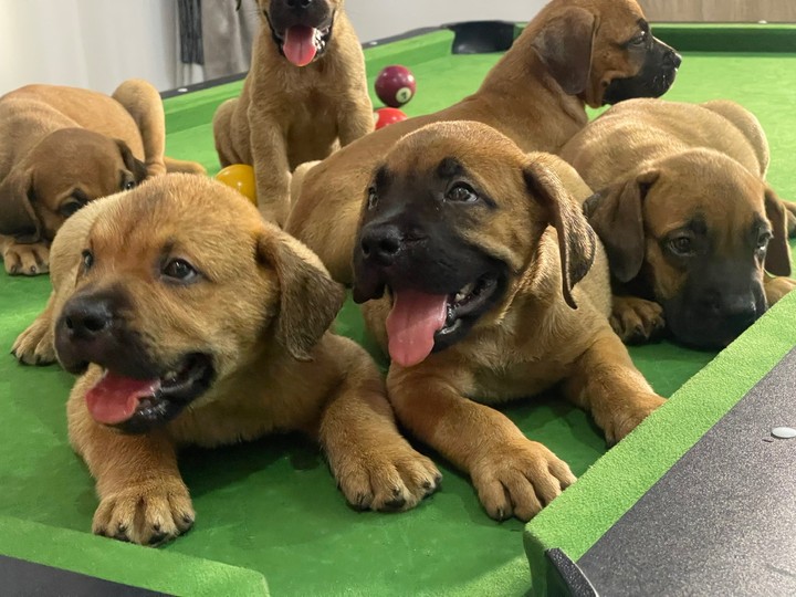 Purebred boerboel best sale puppies for sale