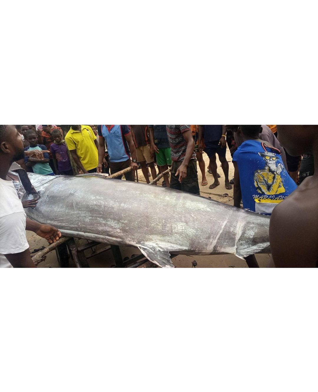 A local Nigerian Fisherman captured a Blue Marlin Fish reportedly worth  $2.6 million but ate it with his friends.