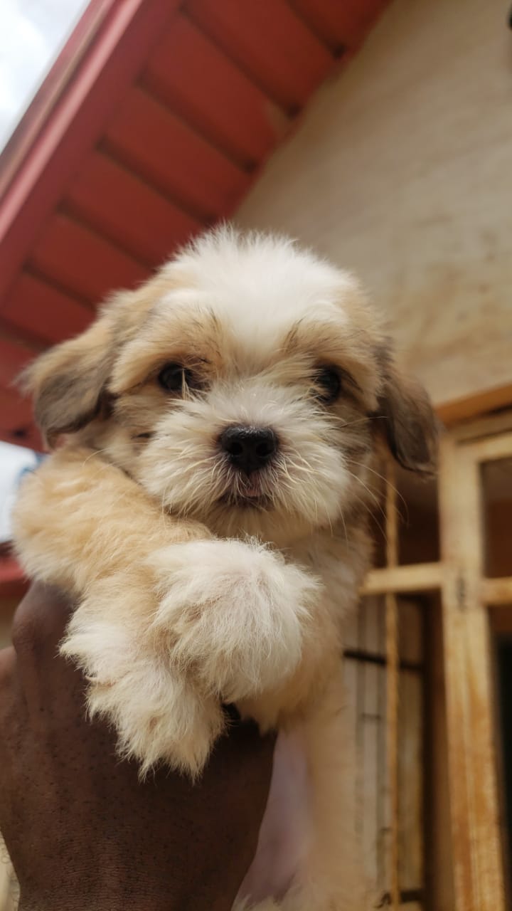 Female lhasa deals apso for sale