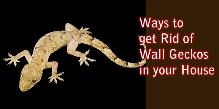 Dangers Of Wall Geckos And How To Get Rid Of Them - Properties - Nigeria