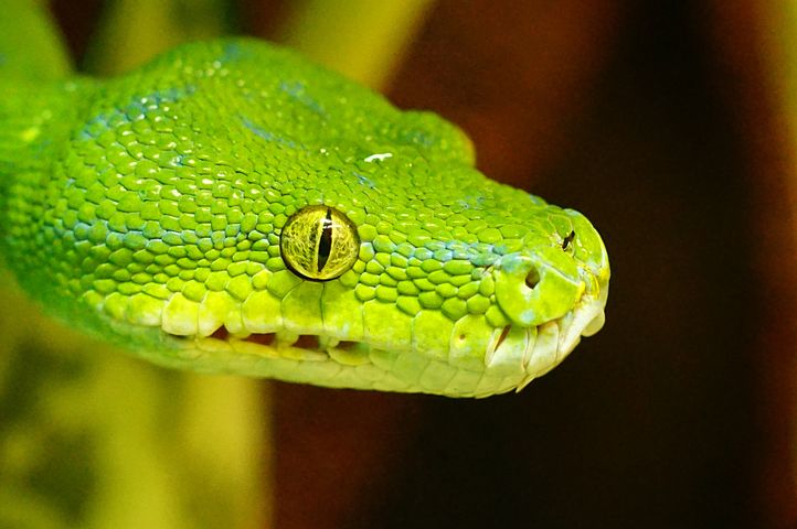 are-pythons-venomous-or-harmful-to-human-beings-agriculture-nigeria