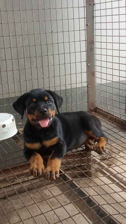 Rottweiler lovers best sale