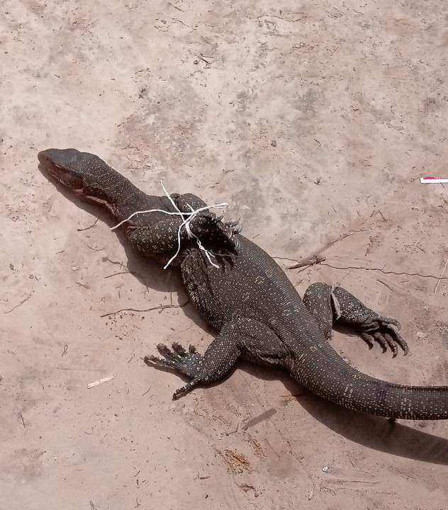 Big Monitor Lizard Got Trapped In My Backyard After Devouring 3 Eggs -  Nairaland / General - Nigeria