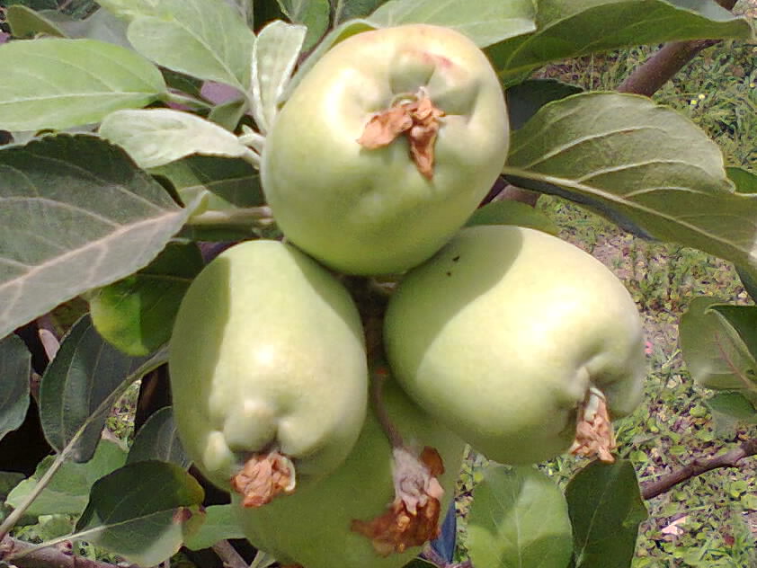 Why Can't Apples Grow In Nigeria? Agriculture (3) Nigeria