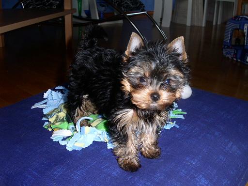 Free teacup hot sale yorkies