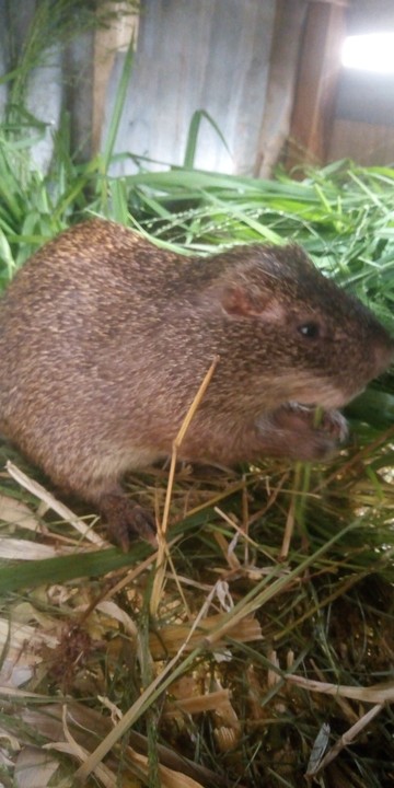 A Nairalander's Trap Caught A Monitor Lizard. See What He Did With It -  Food - Nigeria