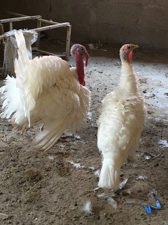 Cheap Matured Turkeys Available Agriculture Nigeria   17934077 99a6a6bf14fc4e6d976671f1b5b55a33 Jpeg Jpeg38d38c8164cfe039a6083118f0dc7df5