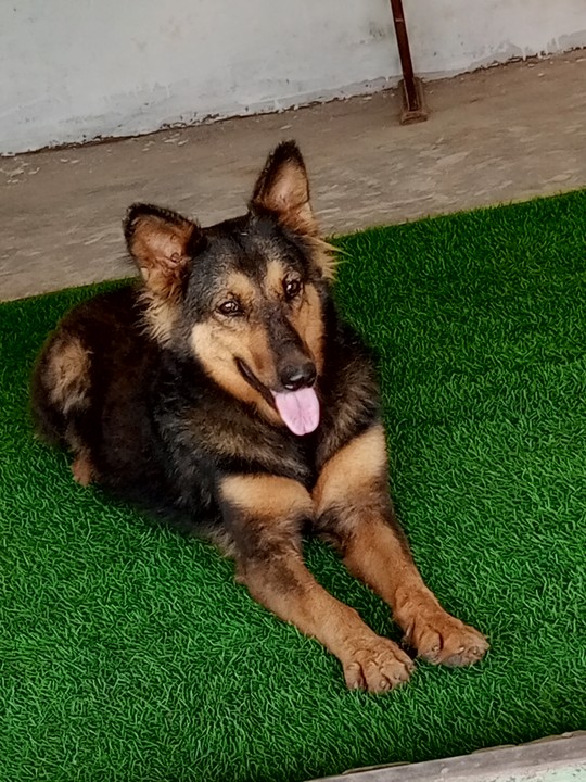 German shepherd female store pregnant