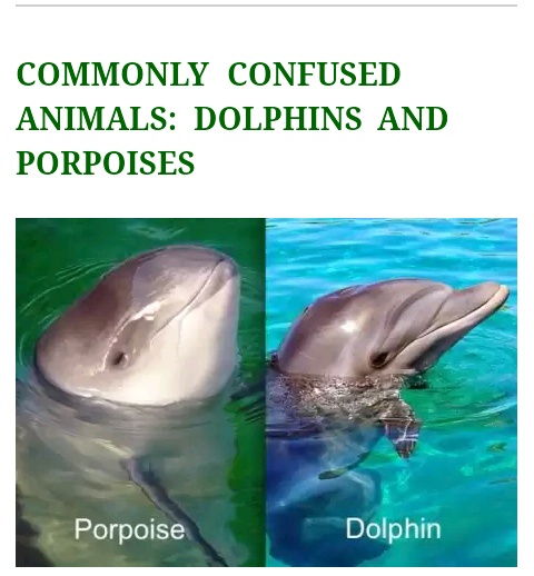confused animals