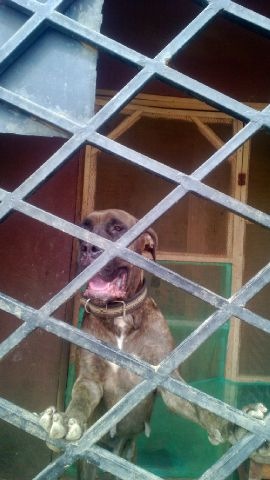 Superb Brindle Boerboel Puppies For Sale 'pics Inclusive ...