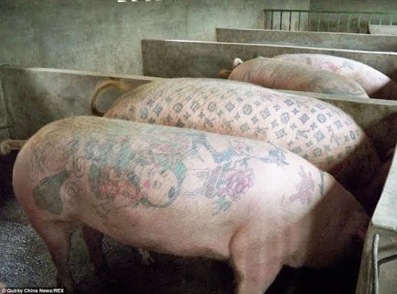 Pigs tattooed with Disney characters and Louis Vuitton being sold