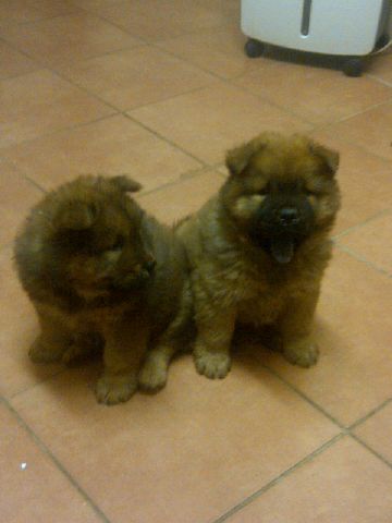 Albino hotsell chow chow