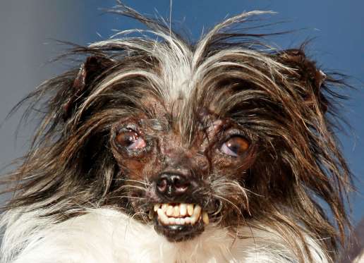 worlds ugliest dog 2009