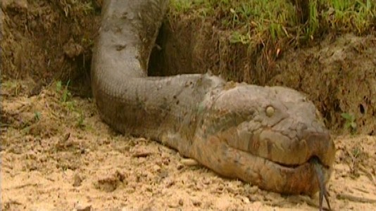 Biggest Snake In The World Killed And Recorded watch Video Here 