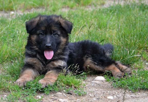 European Imported German Sherperd Pups For Sale....pics Included - Pets ...