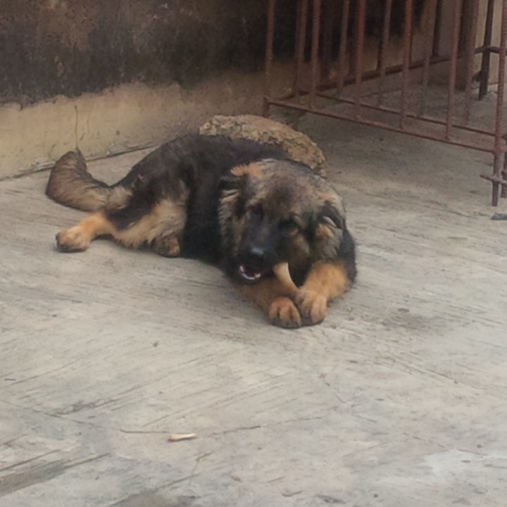 Diary of my Cute German Shepherd Slant Back - Pets - Nigeria