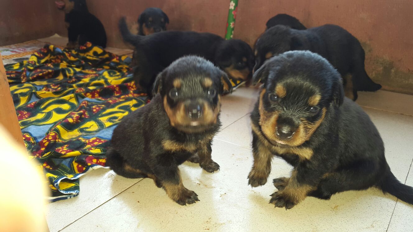 I Deal With Helping Of Sales And Buying Of Dogs - Pets - Nigeria