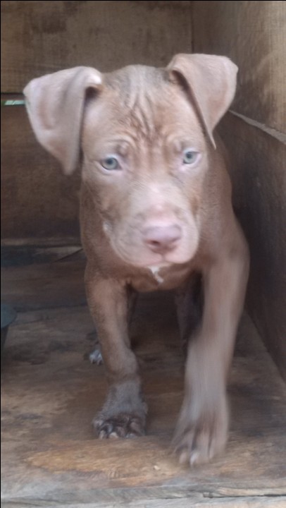 Frisco pitbull best sale