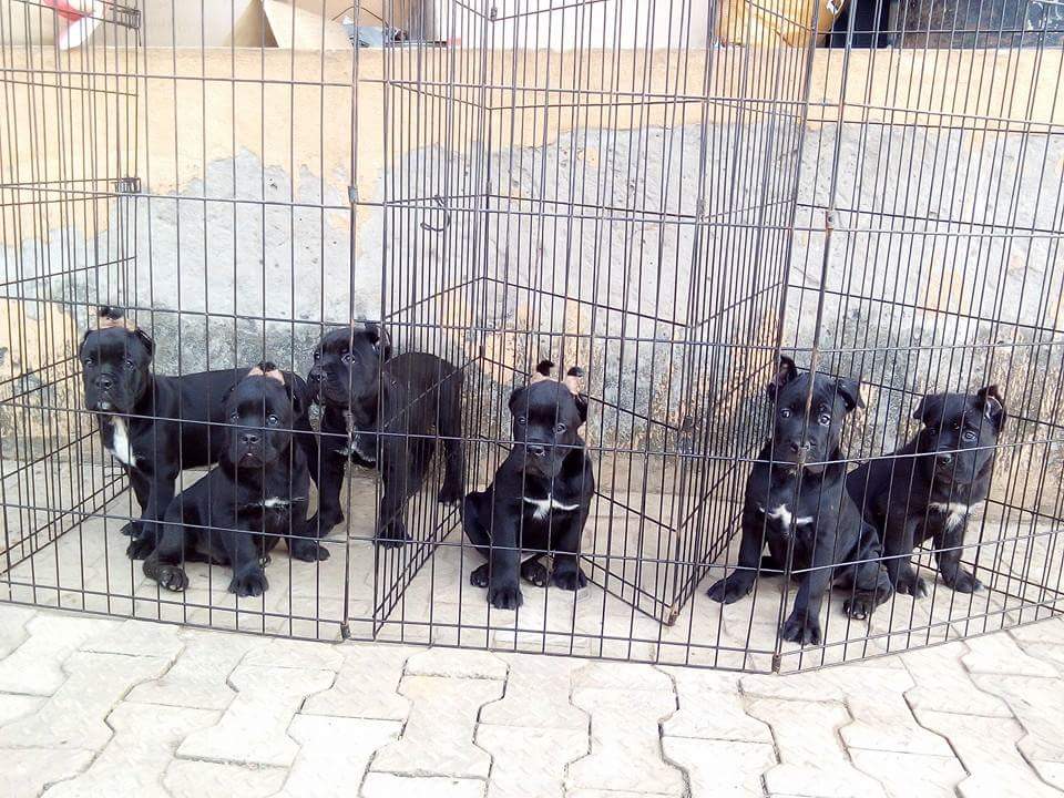 Extremely Powerful Cane Corso Puppies Both Sex For Sale