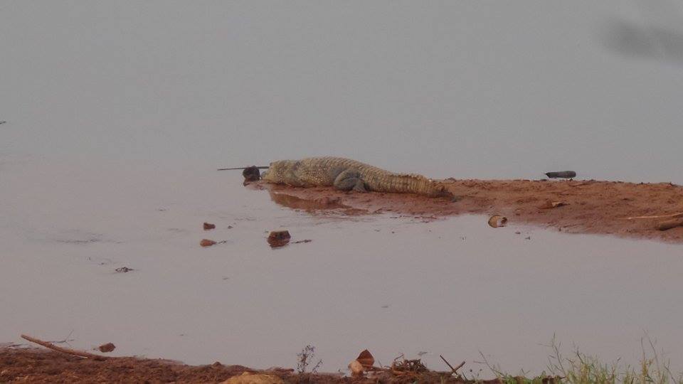 A Mysterious Crocodiles In Agulu Lake Anambra State Surfaces Again – Photos  - Celebrities - Nigeria