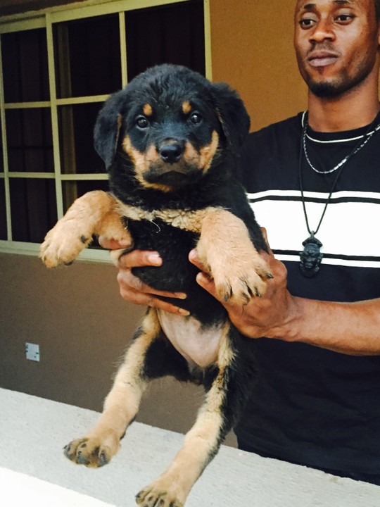 U Will Scream When U See This Female Rottweiler Puppy Live ...