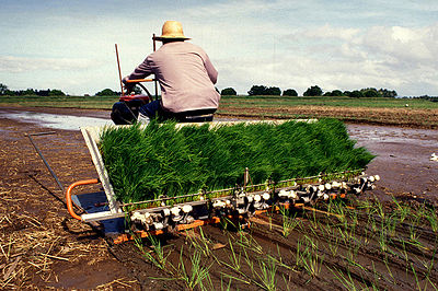 Where Can I See A Rice Planting Machine In Nigeria To Buy