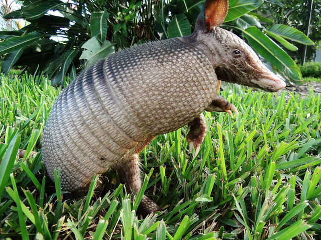 Man Shoots Armadillo 3 Times, His Bullets Bounced Back And Hit Him In ...