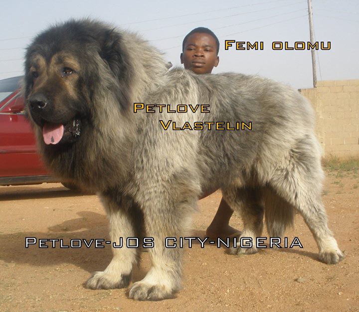 how big does a caucasian shepherd puppy get
