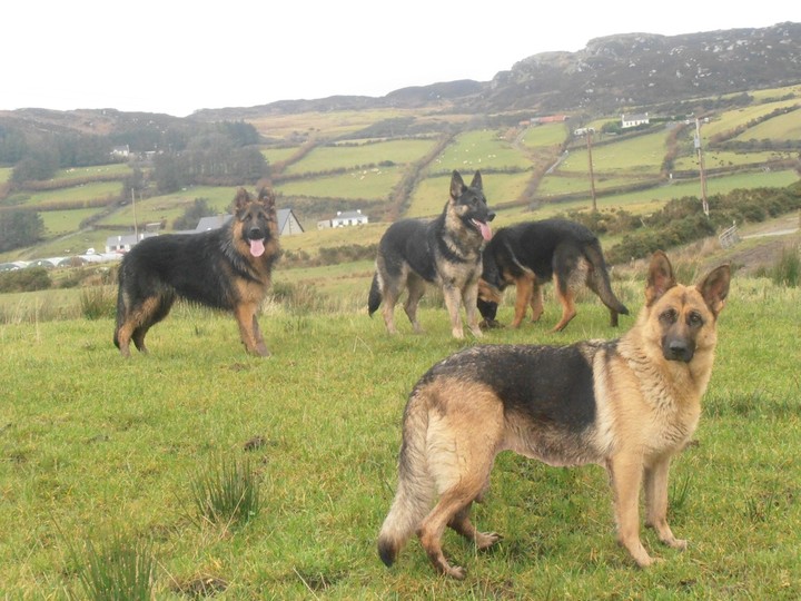 Straight back german store shepherd